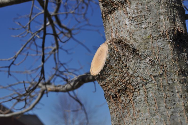 Cypress Tree Trimming in San Jose, CA