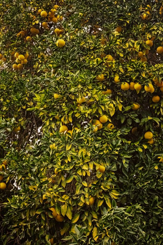 Citrus Tree Trimming detail