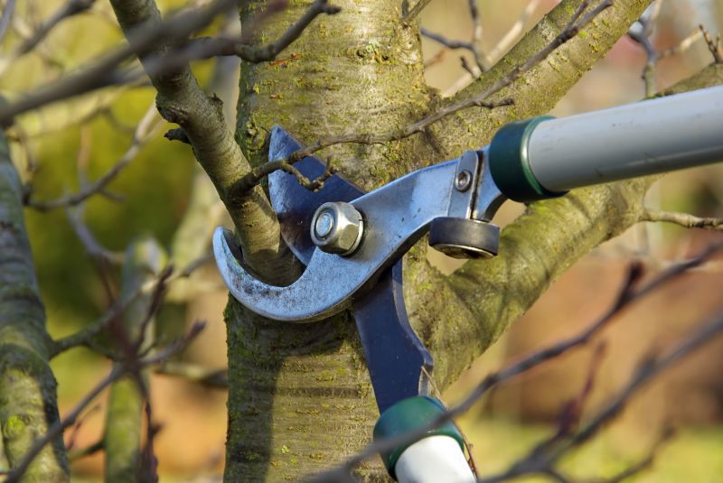 Pear Tree Pruning in Pottstown, PA