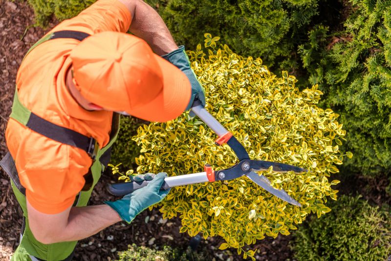 Local Citrus Tree Trimming pros at work